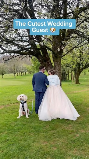 The Cutest Wedding Guest 🐶💍