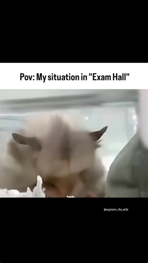 Engineers चा Adda on Instagram: "Billo bagge billeya da ki karegi #memes #college #exam #algorithm #share"