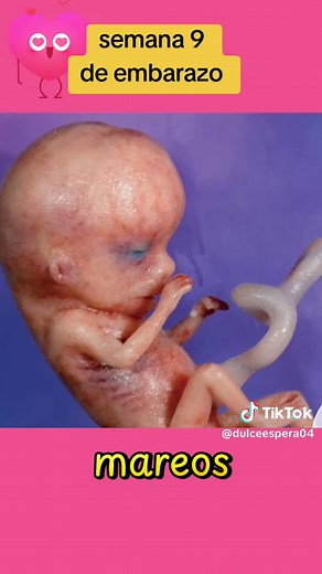 Semana 9 de embarazo: desarrollo fetal y cambios en mamá