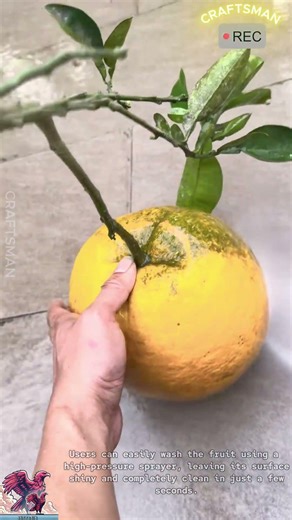 Pressure washer cleans fruit super fast!!! #video #viral