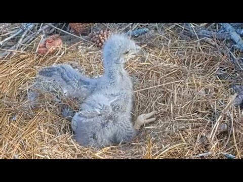 SWFL Eagles 1-2-26. Moments in Time: E26, Two Weeks Old on 1-1-26! Wing Flapping & Close-Ups! 🥰😊