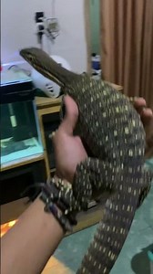 Argus monitor #varanussalvator #reptiles