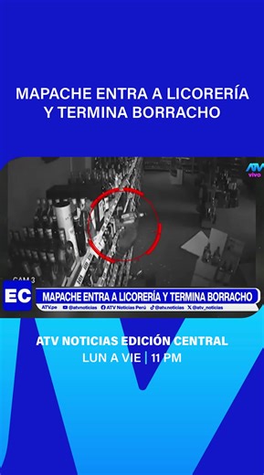 ¡Mapache entra a licorería y termina borracho! 😱🍻 #atvnoticias #atvpe #viral #mapache #borracho