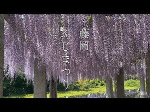 第24回藤岡ふじまつり