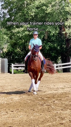 Funny Dressage Memes Compilation | Horse Show Shenanigans