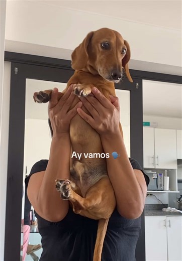 Perros Salchichas: Amor y Humor en Nuestras Vidas