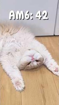 猫のルーティンと自動給餌器 #SURFORA#cat #猫動画 #猫のいる暮らし#自動給餌器 #ペットカメラ#マンチカン #スコティッシュフォールド#おかかときなこの暮らし #pr