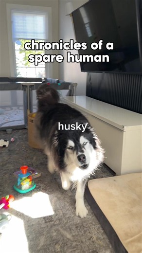 will I ever get promoted from Mrs. Dad to mom?? Only time will tell… #husky #sparehuman #doghumor