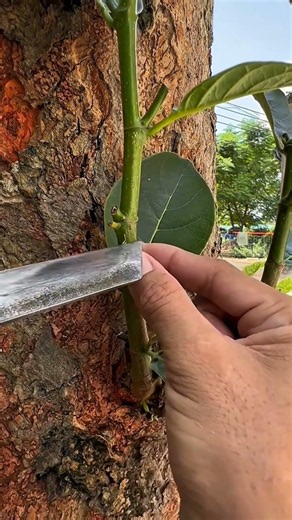 unique and simple technique for grafting trees/plants 🌳🪾🌱#craf #grafting #diy #airlayering #garden