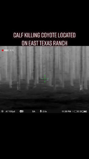 Successfully Capturing a Coyote on a Thermal Hunting Quest