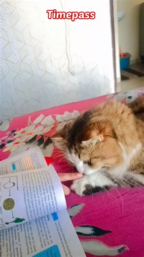 Mischievous Kitty😺Naughty Cat Alert🤩Furry Little Troublemaker 💗Cat's Got Attitude#shortsvideo #viral