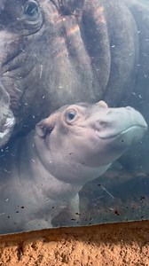 450K views · 55K reactions | From Cincinnati Zoo & Botanical Garden The bloat is here to brighten your day! The name hippopotamus comes from a Greek word meaning “river horse”. Hippos can't actually float or swim.They push off the bottom and propel themselves to the surface for air. 鍊 #mondaymood #mondaymotivation | LOCAL 12, WKRC-TV | Facebook