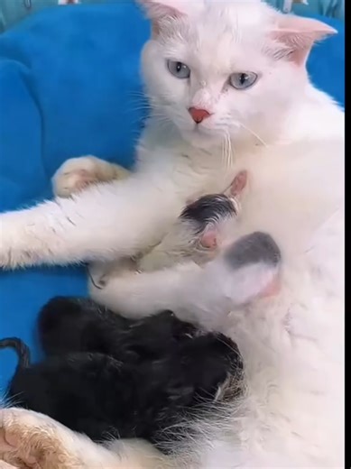 Jangkrik Djawa (@kecoakterbang1972)’s videos with Warriyo Mortals - Azay DTM