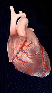 Vista completa: Un corazón latiendo 🫀 . . El corazón humano es un órgano vital que bombea sangre por todo el cuerpo, suministrando oxígeno y nutrientes a la vez que elimina el dióxido de carbono y los productos de desecho. Aquí tienes algunos puntos clave sobre el corazón humano: Anatomía: El corazón tiene cuatro cámaras: dos aurículas superiores y dos ventrículos inferiores. El lado derecho bombea sangre desoxigenada a los pulmones, mientras que el lado izquierdo bombea sangre oxigenada al res