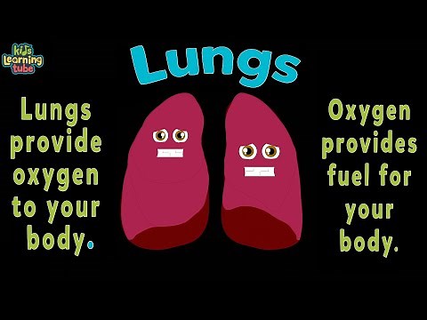 Lung Anatomy Song