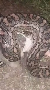 WARNING SOME MAY FIND THE FOLLOWING VIDEO GRAPHIC A follower sent in this video of a Carpet python in Brisbane consuming a huge possum. As you can see this gives you an idea of what size prey they can consume, it’s important to keep this mind with our small outdoor family pets such as Birds, Guinea pigs, small cats and dogs. Securing any outdoor cages, pens in advance. 📲Save our no. in your phone 0434146109 📲 | Brisbane Snake Catchers