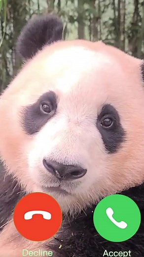 Funny and Cute Panda Compilation Video