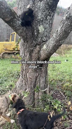 Understanding Black and Tan Bear Dogs