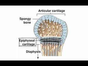 Endochondral Ossification, by Kevin Petti, Ph.D.