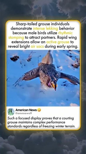 WILD BIRD PERFORMANCE