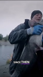 188K views · 561 reactions | Chernobyl's Mutated Catfish: 1.65m Giant! #chernobyl | Most Amazing Top 10 | Facebook