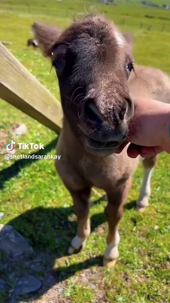 🌿✨ Step into Shetland’s hidden gem! 🌸🏰 Explore Sarah Kay’s hillside garden overlooking Scalloway Castle—rated a 4-star attraction by Visit Scotland. From vibrant local blooms to stunning coastal views, it’s a botanical masterpiece. Open Monday, Wednesday & Friday, 10am–3pm. Make a day of it — or stay longer in one of our **cosy chalets** at [www.easterhoull.co.uk](http://www.easterhoull.co.uk) 🏡 #ShetlandGardens #SarahKayArts #ScallowayViews #VisitScotland #BotanicalBeauty #ResinArt #Shetlan