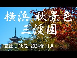 横浜 秋景色 「三渓園」蔵出し映像 2024.11.28 【4K】