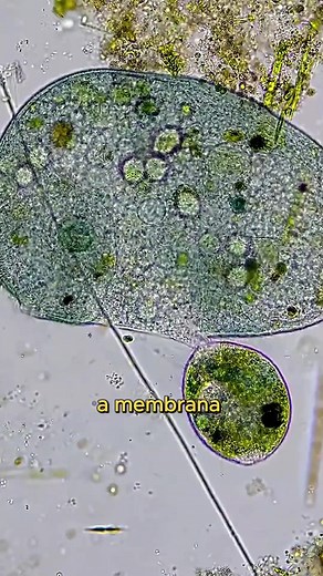 Comportamento Predatório de Protozoários Raros