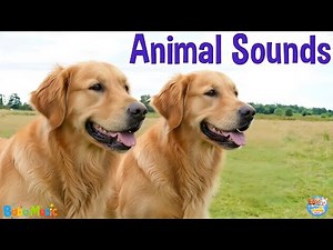 75+ Animal Sounds for Children | Amazing Animals - Cute Animal Moments | Wild And Domestic Animals