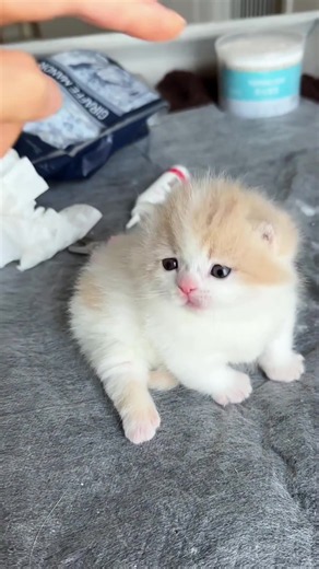 Cute Maine Coon Rescue Kitten Playing with Toys