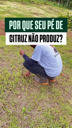 4.6K views · 150 reactions | Se você tem plantas enxertadas (como a...