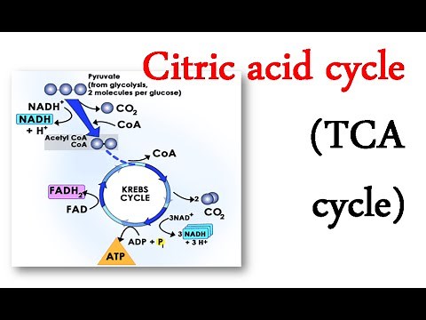 Citric acid cycle (TCA cycle)