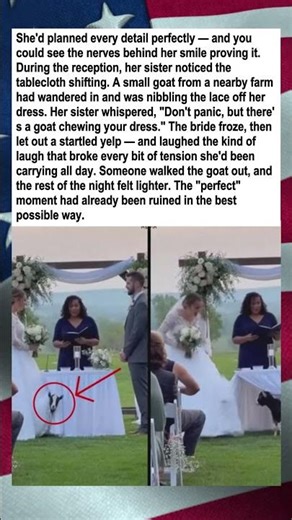 Goat Crashes Wedding, Bride Finally Relaxes