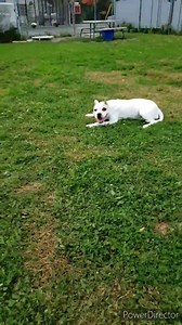 44 reactions · 10 comments | *Had to re-upload- it didn't do the full version the first time.* Love this girl so much! Whisper isn't ready for meets or a potential new home... yet. With every day she grows a little bit more distance between who she is now and the unsure girl who was born 3 years ago only knowing the life of a puppy mill. | Ayres Memorial Animal Shelter | Facebook