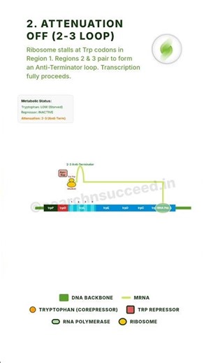 Trp Operon Made Easy | Repression & Attenuation Explained #csirnet #biology #molecularbiology #kset