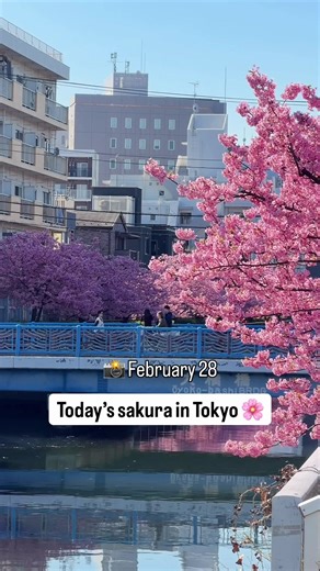 Experience the Beauty of Kawazu Sakura in Tokyo