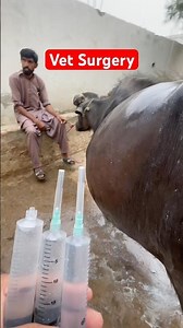 Vet Surgery | veterinary surgery | #cow #viral #cattledisease #animals #farming #bull #dairyherd