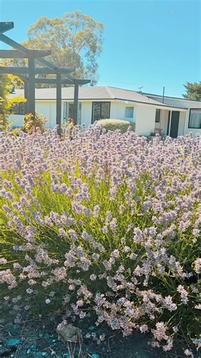 🐎 Giddy up — your rural lifestyle starts here! 1997 Luggate–Cromwell Highway offers over 1.5ha of fenced land, established trees, space for pets, and a large dog run. Just 15 mins to Cromwell and 25 mins to Wanaka. Relax on the patio with a cool drink and soak up those stunning Mt Pisa views 🌄 Link in comments for full details, or call/text me for the property pack. Kate | 027 445 4213 | Kate Andrew - Tall Poppy Real Estate Cromwell