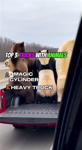 TOP 3 Animal Tricks That Look Completely Unreal…🐾🎩