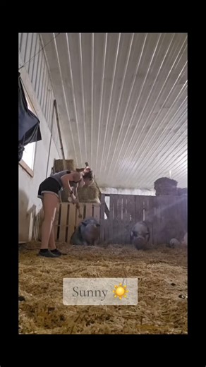 When Sunny first arrived at the sanctuary he was terrified. Always backing away, always snapping at the slightest touch, always wondering if we would let him down. We never pushed. We just showed up. Every day. With gentle hands. With soft words. With space when he needed it and stillness when he couldn't take more. Since Sunny is fat blind, I always announced my presence and greeted him so he knew where I was and knew my voice. And slowly, Sunny started to lean in. Trust isn’t given. It’s earne