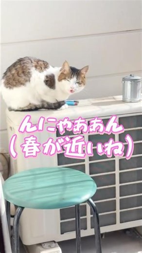 まがねちゃんは春の訪れを感じてます🌸#春の訪れ #ひなたぼっこ #猫と遊ぶ #保護猫と暮らす #猫と会話 #catlife #喋る猫