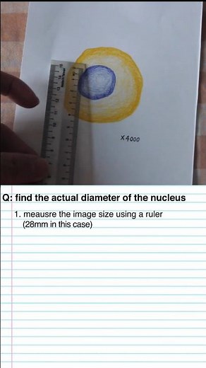 how to calculate actual diameter from a photomicrograph #alevelbiology #igcsebiology #alevelrevision