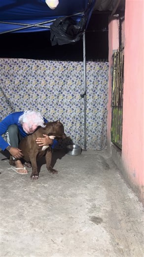 Old pitbull #lekthebestkennel