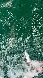 The Pier has a bit happening! 🦈 🎥 @kron_105 🇺🇸 Taxman Gear! 🏴‍☠️🔥 fuckthetaxman.com #fishing #pierfishing #shark | Fk The Taxman