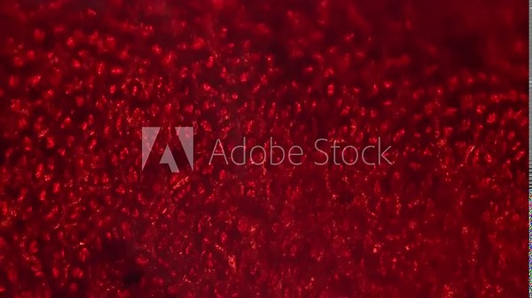 Macro static footage of red alga porphyra under microscope 400x on bright field background. Sample with sea weed magnified for studying it on biology lessons. Research of marine life. Herb in nature