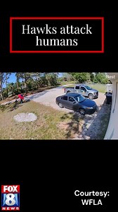 Even the wildlife officers investigating the hawk attacks... were attacked. And so was the reporter. See it here: https://tinyurl.com/ex9h4a79 | Fox 8 News