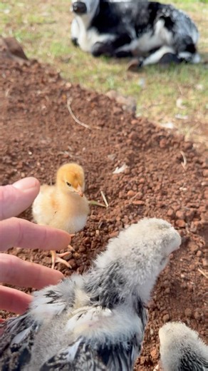 Integrating a Flock of Little Chicks