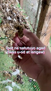 Experimenting new way to dry out chicken manure fast - to avoid foul smell, fly larva, and flies #poultryfarming #RTLchicken | Dodong King