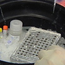 Video: Cerebrospinal Fluid MicroRNA Profiling Using Quantitative Real Time PCR