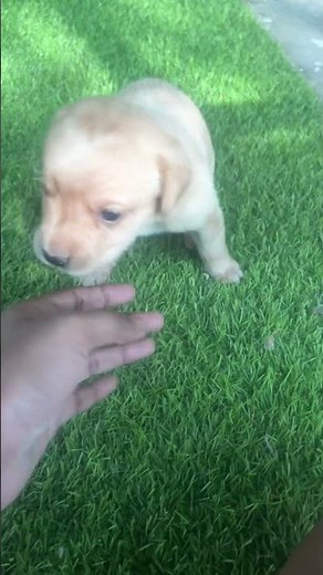 Newborn Labrador Puppies Feeding for the First Time 🐶 | Heartwarming First Moments #LabradorPuppies